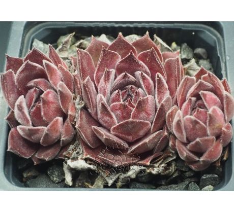 Sempervivum AYMON CORREVON