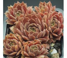 Sempervivum SHAPE SHIFTER