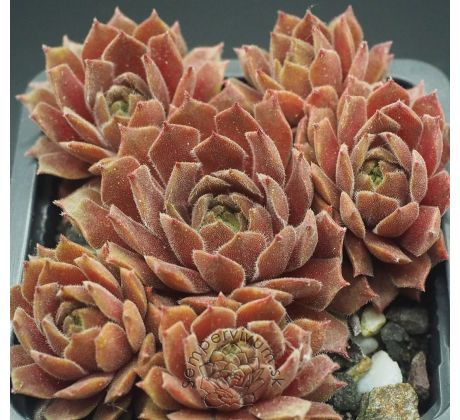 Sempervivum SHAPE SHIFTER