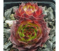 Sempervivum SHARON`S PENCIL