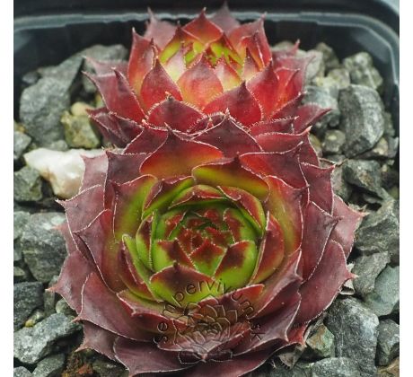 Sempervivum SHARON`S PENCIL