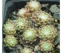 Sempervivum SILBERKNOPF