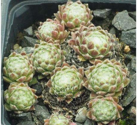 Sempervivum SILBERKNOPF