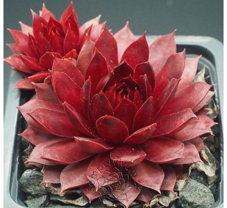 Sempervivum FERNZÜNDER