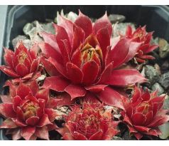 Sempervivum FEU DE PRINTEMPS