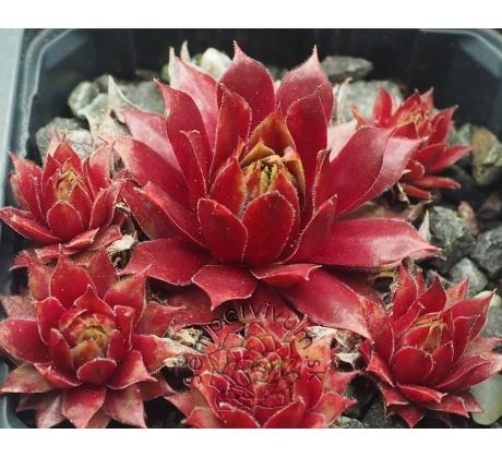 Sempervivum FEU DE PRINTEMPS