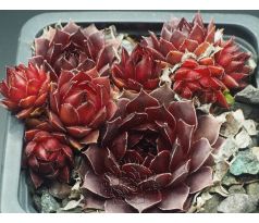 Sempervivum SIMSALABIM