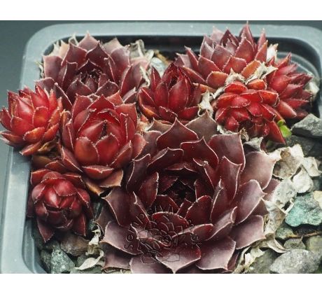 Sempervivum SIMSALABIM
