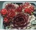 Sempervivum SIMSALABIM