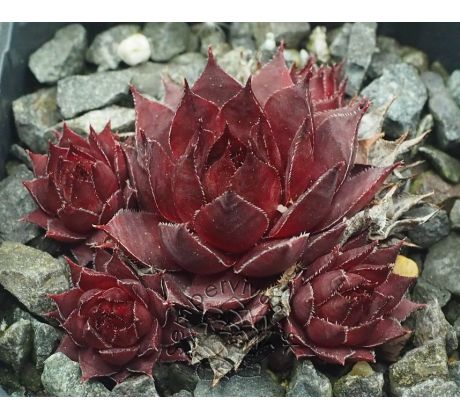 Sempervivum SMOKEY QUARTZ