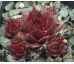 Sempervivum SMOKEY QUARTZ