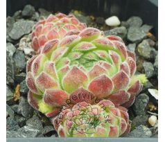 Sempervivum SOFT LINE