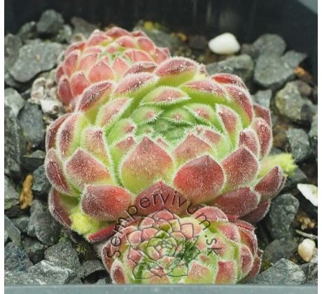 Sempervivum SOFT LINE