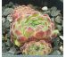 Sempervivum SOFT LINE