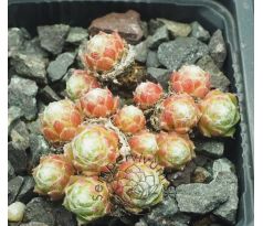 Sempervivum SOLARKUGEL