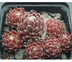 Sempervivum SOSSAMON