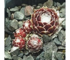 Sempervivum SPIDERMAN