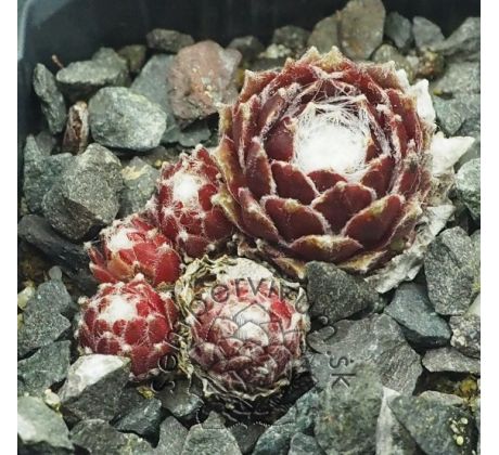 Sempervivum SPIDERMAN
