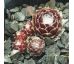 Sempervivum SPIDERMAN