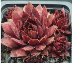 Sempervivum STAR GLOW