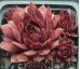 Sempervivum STAR GLOW