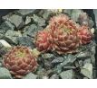Sempervivum SUITE MINUET