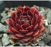 Sempervivum SUMMER SYMPHONY