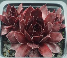 Sempervivum SUNRAY DESIRE
