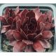 Sempervivum SUNRAY DESIRE