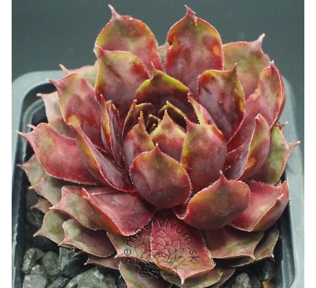 Sempervivum SUNRAY GOLIATH