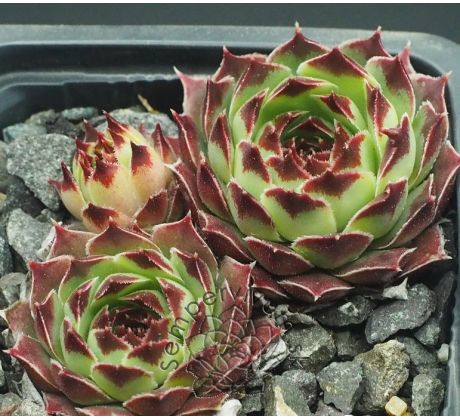Sempervivum SUZANNA