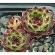 Sempervivum SUZANNA