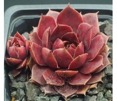 Sempervivum TAKE MY HAND