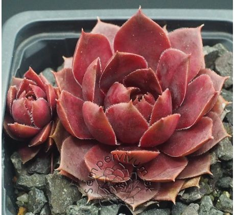 Sempervivum TAKE MY HAND