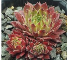Sempervivum TENDER KISS