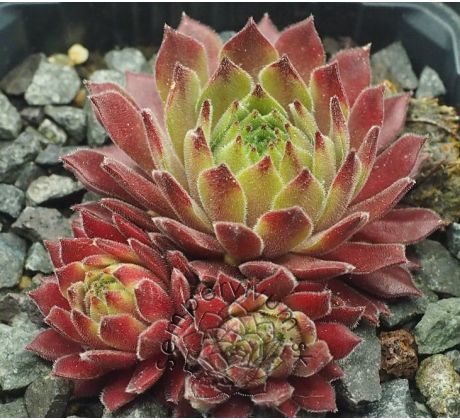 Sempervivum TENDER KISS
