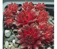 Sempervivum THE RED CARPET
