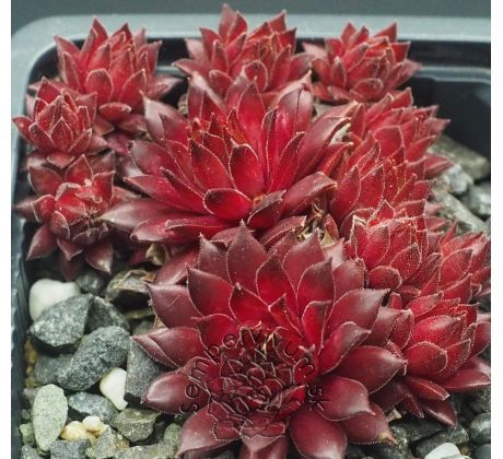 Sempervivum THE RED CARPET