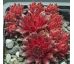 Sempervivum THE RED CARPET