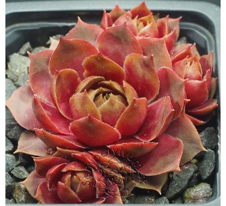 Sempervivum TICKLED PINK