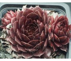 Sempervivum TIEFGANG