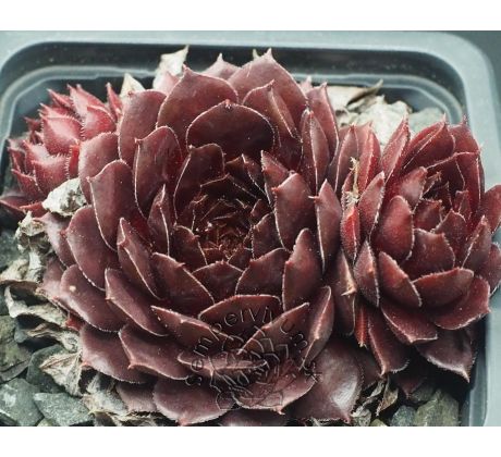 Sempervivum TIEFGANG