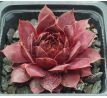 Sempervivum TINNER BELL