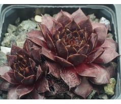 Sempervivum TINTENBLUT