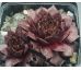 Sempervivum TINTENBLUT