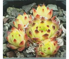 Sempervivum TIP TOP