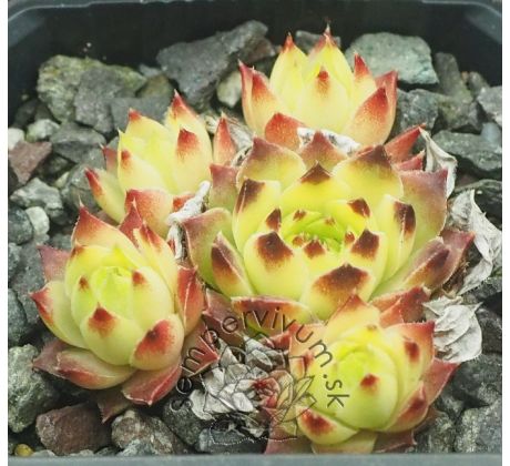 Sempervivum TIP TOP