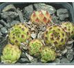 Sempervivum TOUR DE FORCE A