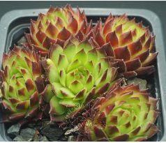 Sempervivum T`POL