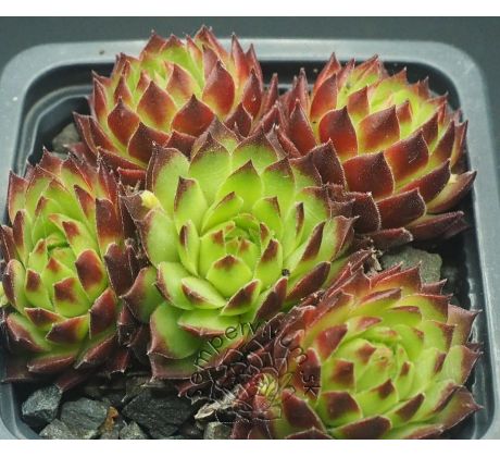 Sempervivum T`POL